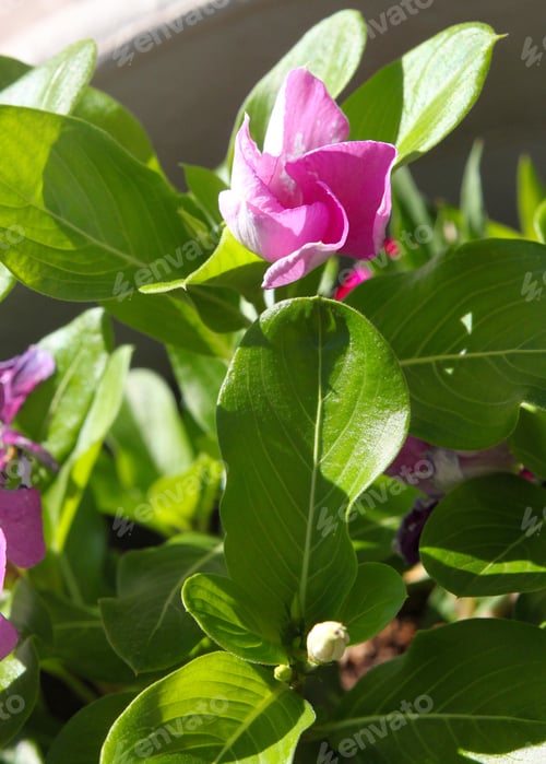 Preview: Vinca Plants With Purple And White Flowers 9916