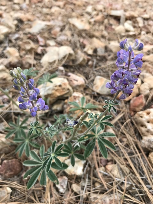 Preview: A Lupinus Sparsiflorus Plant With Blue Flowers 4652