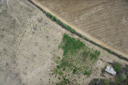 Preview: Aerial View Of Farm. Sugar Cane Agriculture.