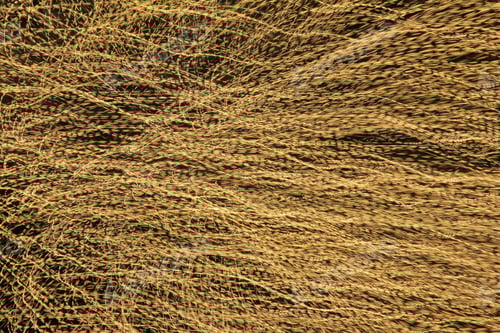 Preview: Colorful Night Light Background Of Beauty - Tree Of Wonderful White And Golden Shine