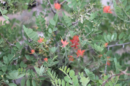 Preview: A Bush Of Castilleja Subinclusa With Orange Flowers 8137