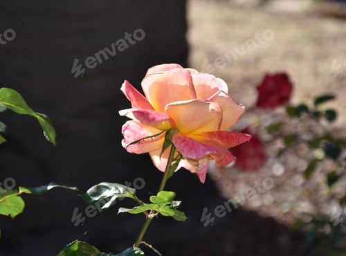Preview: Pretty Light Pink Rosebush Flowering And Blooming.