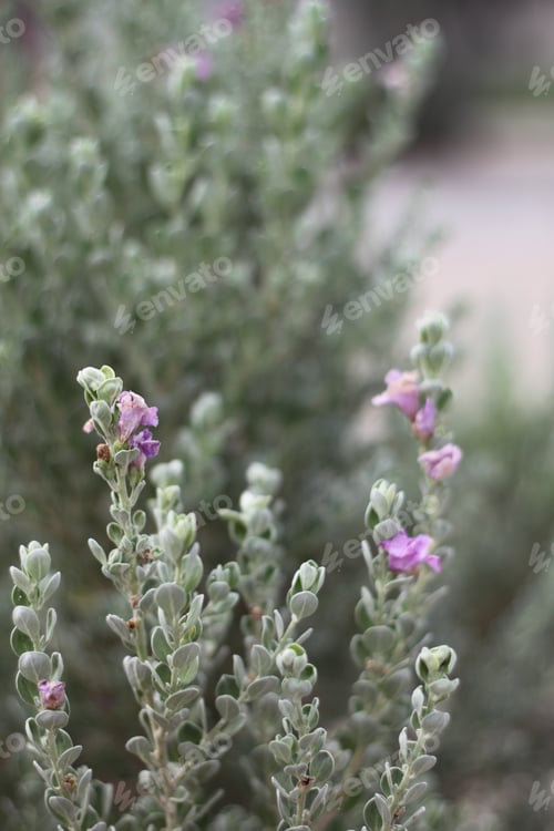 Preview: A Leucophyllum Fructescens Cenizo Plant With Purple Flowers 0816