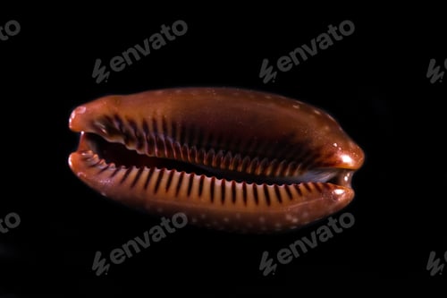 Preview: Colorful Beautiful Sea Shell With Amazing Layers And Details On A Black Background