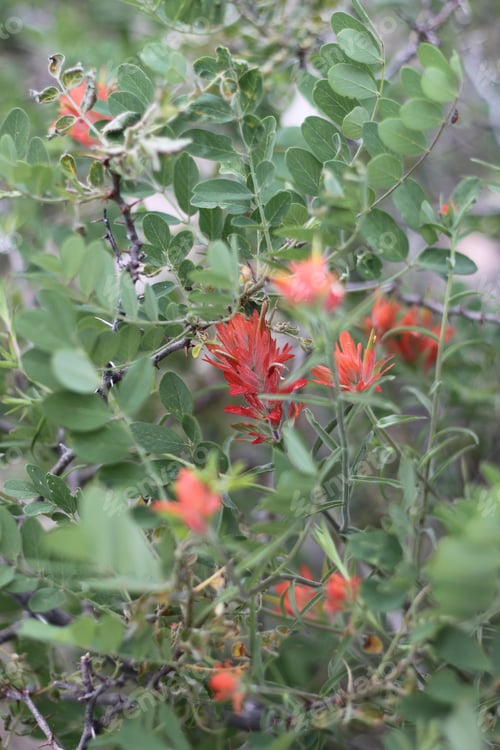 Preview: A Bush Of Castilleja Subinclusa With Orange Flowers 8152