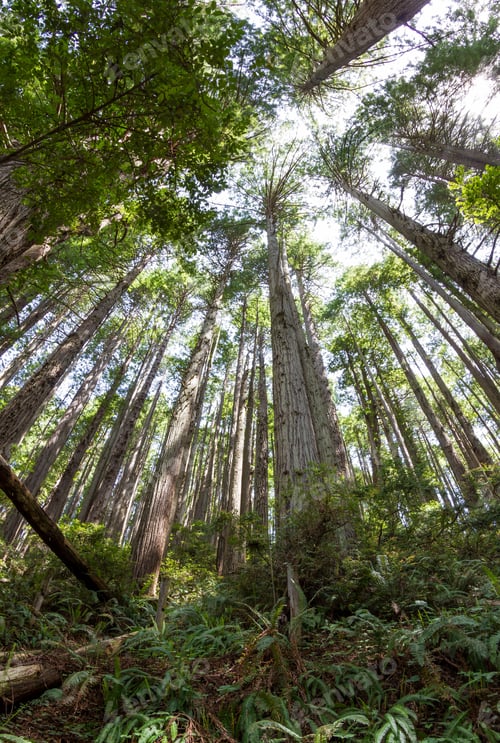 Preview: Fisheye View Of A Grove Of Redwood Trees In Northern California