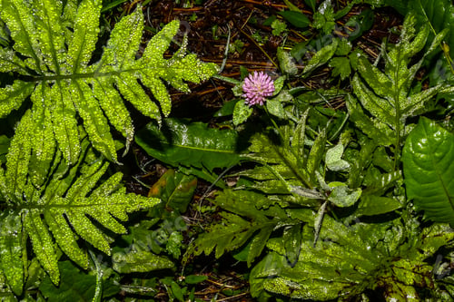 Preview: Dewy Ferns And A Purple Flower In The First Light Of The Day