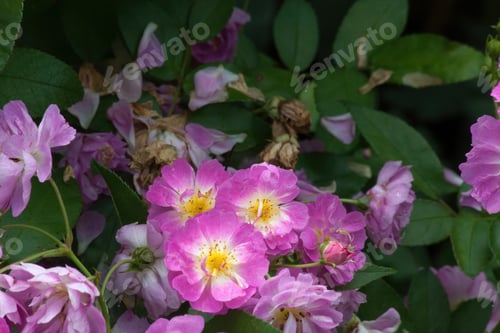 Preview: Garden Bush With Beautiful Flowers