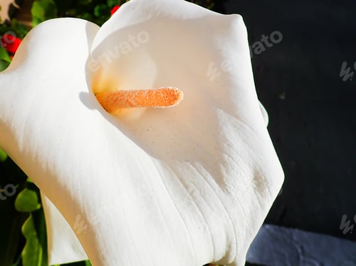 Preview: Calla Lily Outdoors In The Sunshine