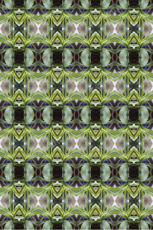 Preview: A Dracaena Reflexa Lemon Surprise Plant Abstract With Vivid Striped Leaves 0481