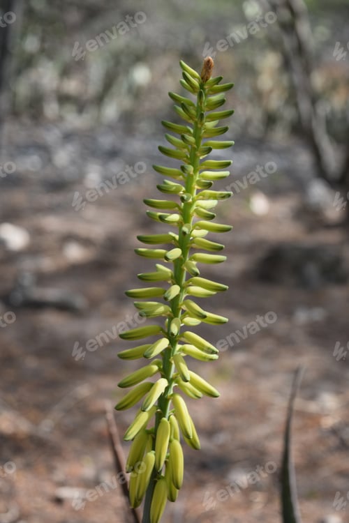 Preview: Yellow Plant Budding And Flowering In Aruba.