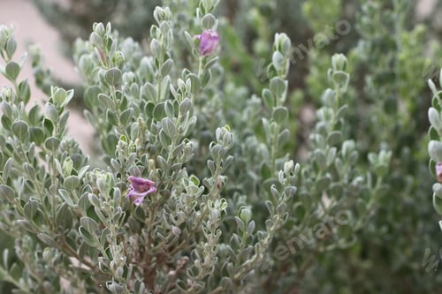 Preview: A Leucophyllum Fructescens Cenizo Plant With Purple Flowers 0742