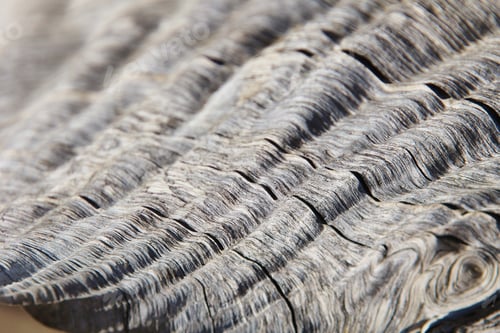 Preview: Textured Background Of Hardwood - Wood From The African Wilderness Weathered With Time