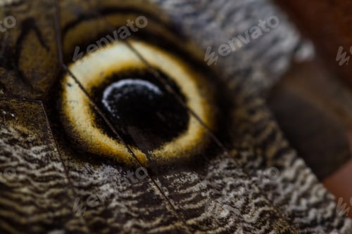 Preview: Close Up Of The Eye On The Wing Of An Owl Butterfly