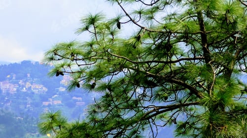 Preview: Green Tree Overlooking Shimla, India