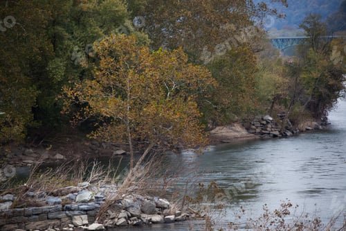 Preview: River Flowing By A Autumn Tree