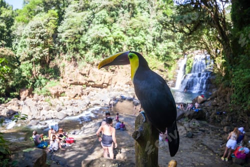 Preview: Nauyaca, Costa Rica - January 28: Toucan Perched On A Pole Near Tourists In Costa Rica. January 28