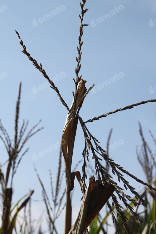 Preview: Tall Corn Plants Growing In An Agricultural Field Under A Clear Blue Sky. 3410