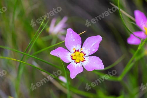 Preview: Pretty Little Pink White And Yellow Wildflowers