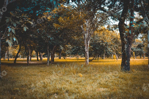 Preview: Trees In An Ecological Park