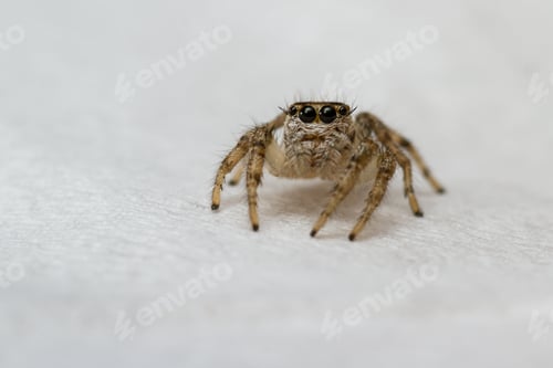 Preview: Close Up Of A Small Jumping Spider With Large Eyelashes Standing On A Napkin