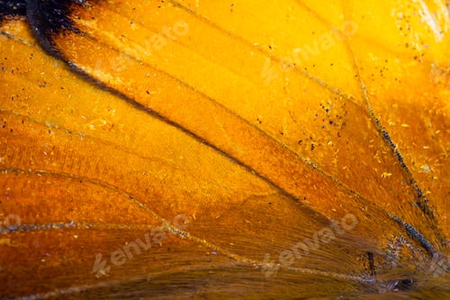 Preview: Close Up Of A Butterfly Wing With A Vivid Orange Color And A Scaly Texture
