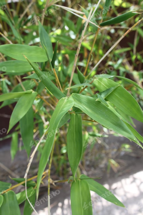 Preview: A Bamboo Plant With Fresh Green Leaves 5161