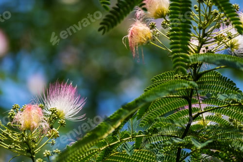 Preview: Closeup Of Pretty Pink Wispy Mimosa Tree Flower Selective Focus