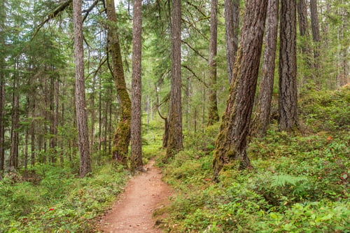 Preview: Fragment Of Spectacle Lake Provincial Park Trail In Vancouver, Canada.