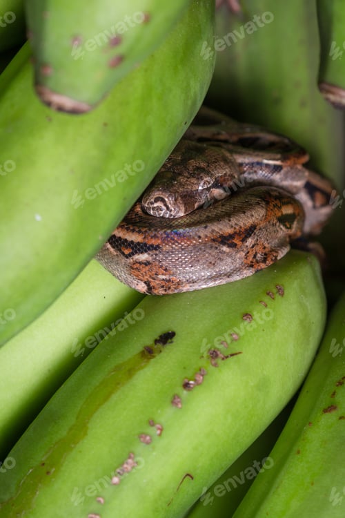 Preview: Young Boa Constrictor Resting On A Bunch Of Green Bananas I Had Just Harvested