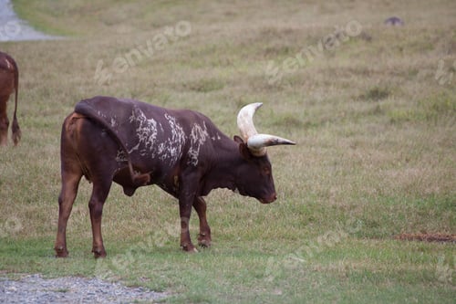Preview: Ankole Longhorn Cow In A Field Of Grass