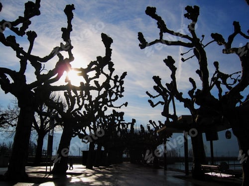 Preview: Plane-Trees In Winter With Low Sun, Rapperswil
