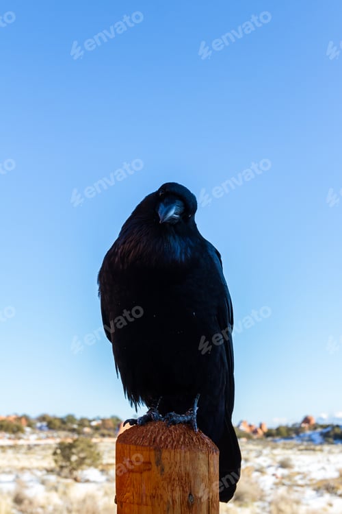 Preview: Close Up Of A Raven Perched On A Wooden Pole In Arches National Park