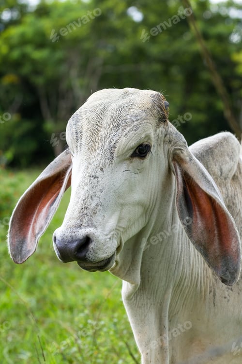 Preview: Portrait Shot Of A Large Young Bull In Tropical Costa Rica