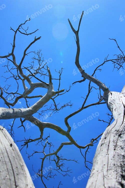 Preview: Tree Of Life - Nature Background - Majestic Beauty Grown Through Time