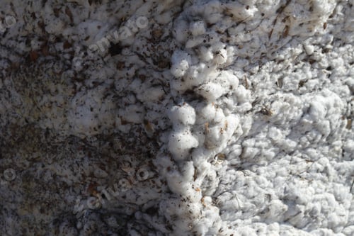 Preview: A Closeup Of A Bale Of Cotton Fresh From The Field. 4632