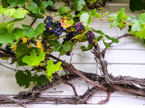 Preview: Grapes Growing On A Vine Against A White Wall Showing The Woody Texture Of The Branches And The