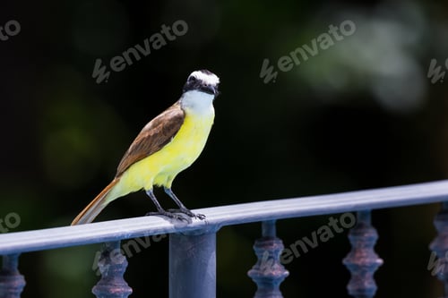 Preview: Great Kiskadee Perched Near The Pool In The Rain Forest Resort In San Carlos, Costa Rica