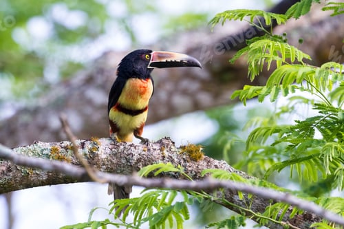 Preview: Close Up Of A Collared Aracari With Afternoon Light Perched On A Guanacaste Tree In Costa Rica