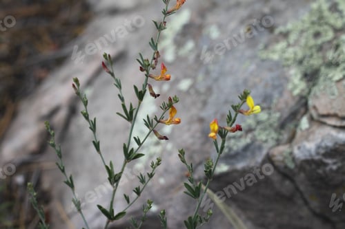 Preview: A Clump Of Desert Rock Pea Flowers 8235