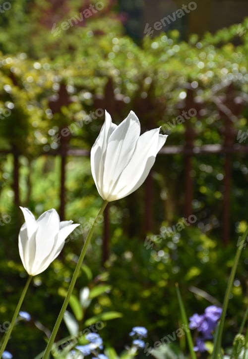 Preview: Blooming Pair Of White Flowering Tulips In A Garden.