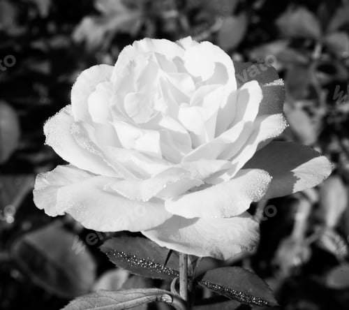 Preview: Black And White Rose