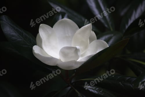 Preview: Magnolia Blossom Outdoors On The Tree