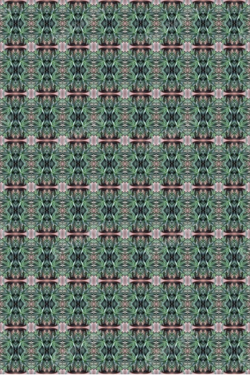 Preview: A Zebra Succulent Plant Abstract With Green And White Striped Triangular Leaves 0591