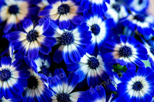 Preview: First Day In New Spring - Fresh And Beautiful Blue Flowers In The Garden.