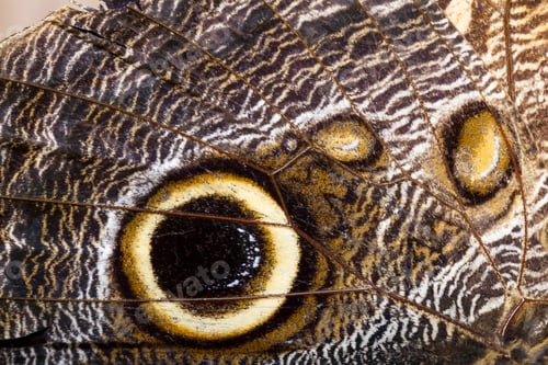 Preview: Close Up Of A Beautiful Own Butterfly With Soft Textured Wings And Vivid Colors