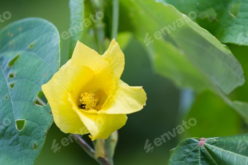 Preview: Close Up Of A Large Yellow Flower With A Soft Texture With A Natural Green Background