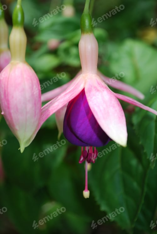 Preview: Garden With Blooming Pink And Purple Fuchsia Flowers.