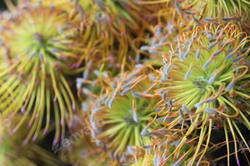Preview: A Cluster Of Yellow Bird Nodding Pincushion Flowers 7447