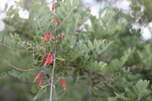 Preview: A Firecracker Penstemon With Pink Flowers 8176